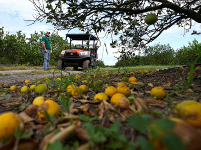 Ap oct 2024 citrus damage